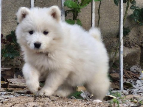 Kartopu samoyed bebekler