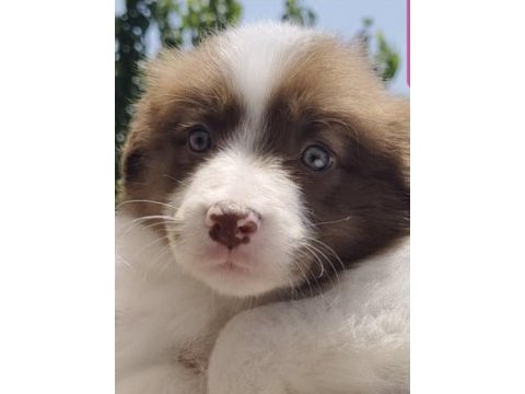 11 aylık border collie