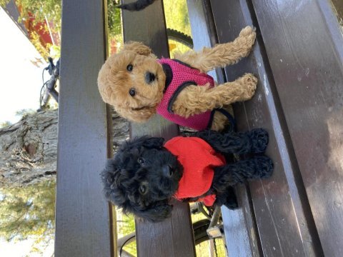 Toy poodle bebekleri sevimli