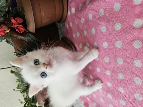 British longhair yavrular