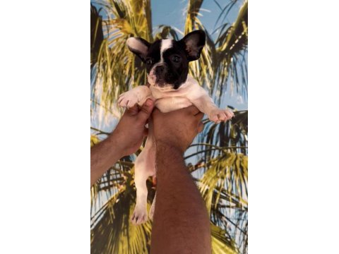 Fransız bulldog yavrularım