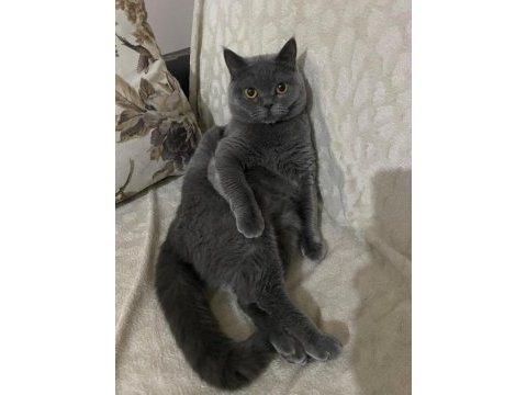 Çok sevecen british shorthair uysal ev kedisi