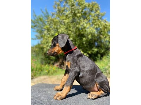 Doberman yavru son 2 adet