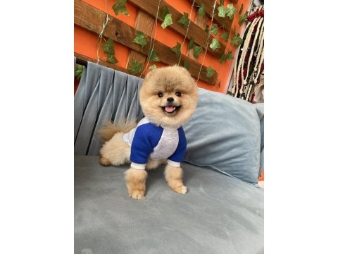 Show kalite teddy bear pomeranian boo
