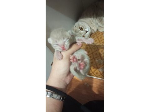 Adana scottish fold 15 günlük