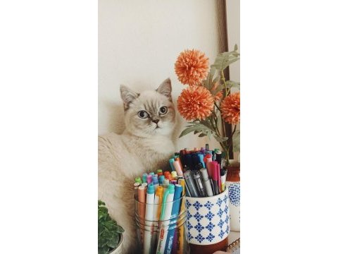 British shorthair blue point dişi kedimiz
