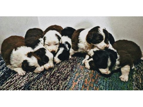 Kahverengi & klasik renkleriyle ırk garantili border collie