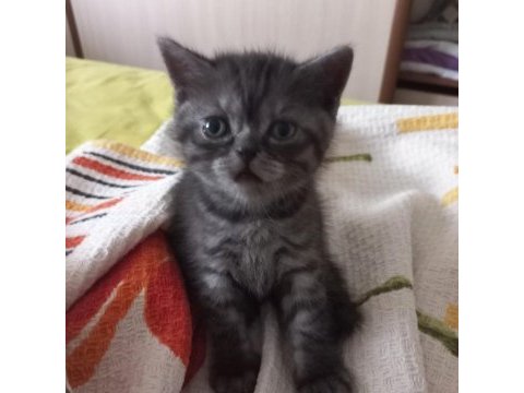 1 aylık bebiş kediler