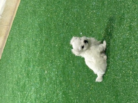 Oyuncu kore maltese erkek bebek