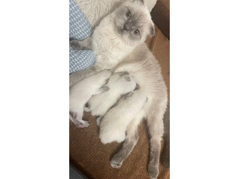 Safkan scottish fold
