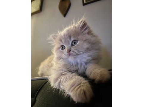 Anne altından 2 aylık chinchilla yavrular