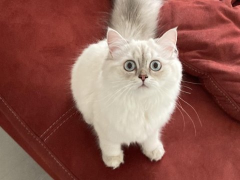 British longhair 5 aylık