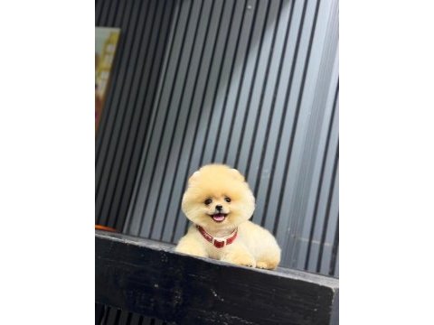 Sevimli pomeranian safkan köpekler