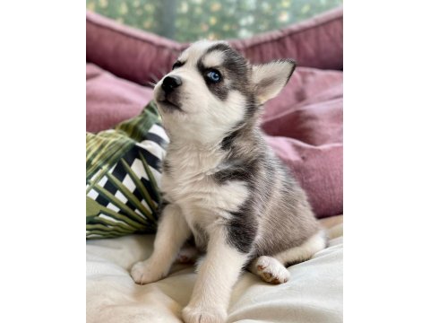 Safkan husky yavruları