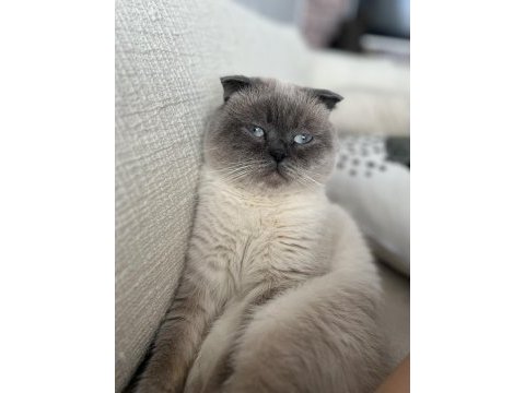 Blue point scottish fold