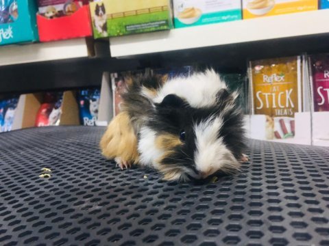Guinea pig ler