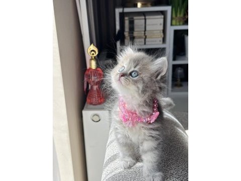 Güzellik abidesi british longhair