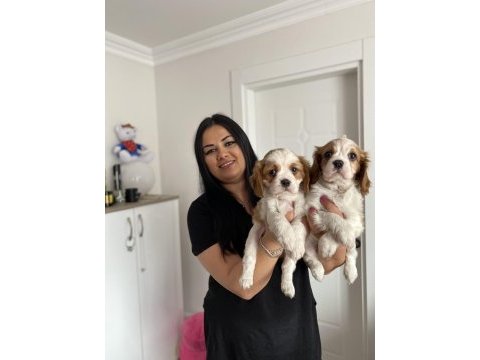 Sağlık ve ırk garantili cavalier king charles yavrularım