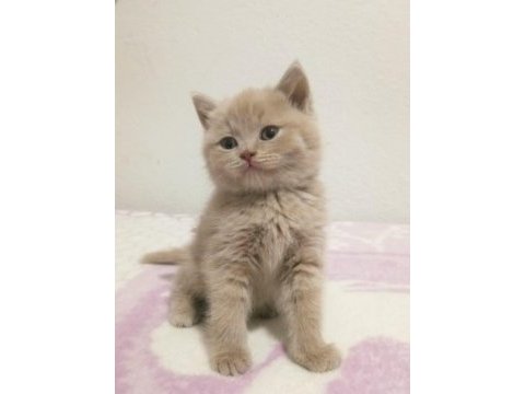 Her renkten british shorthair yavrular