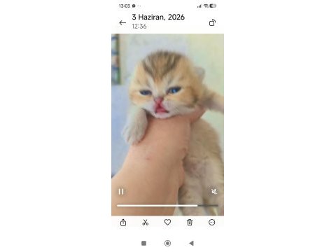 Golden ny25 ayı surat kedimiz