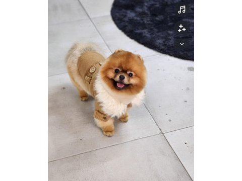 Şampiyon efsane erkek yetişkin pomeranian