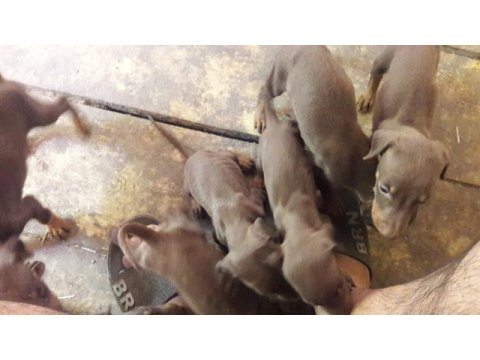 Sahiplendirme doberman