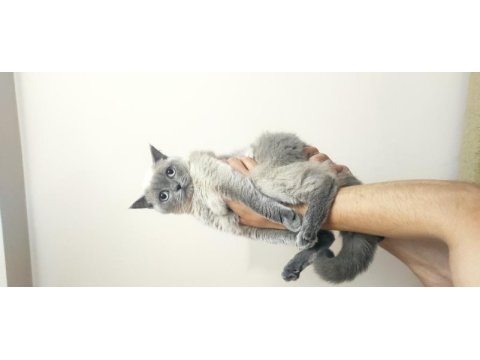 Beyaz atlı prens british longhair