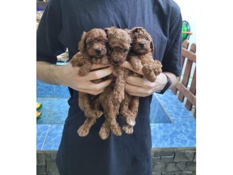 Kore red brown poodle yavrularımız