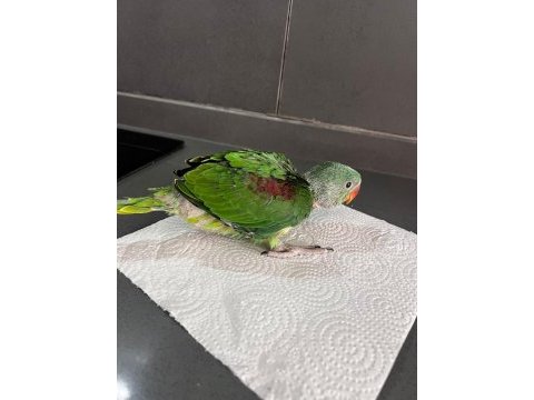 Bebek alexander maşallah el bebek