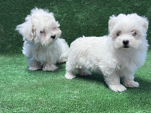 Maltese terrier yavrular
