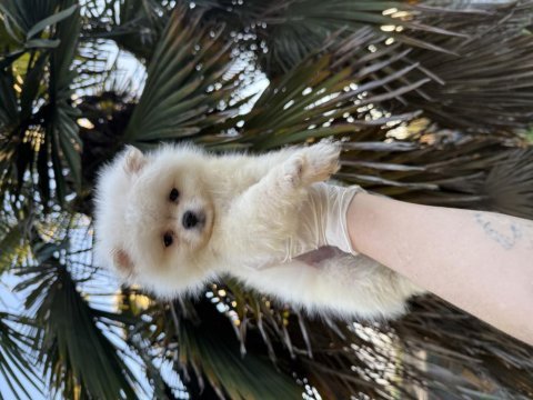 Pomeranian boo 