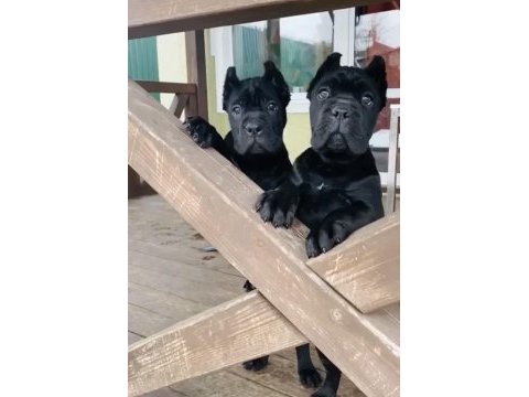 Sağlık ve ırk garantili cane corso yavru
