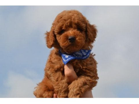 Sevimli toy poodle yavrular