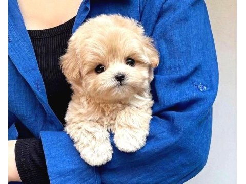 -orginal- safkan maltipoo