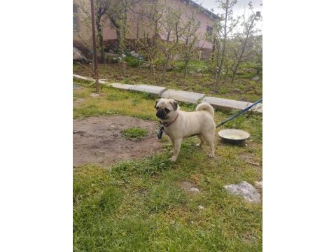 Evde çocuk olduğu için veriyoruz pug