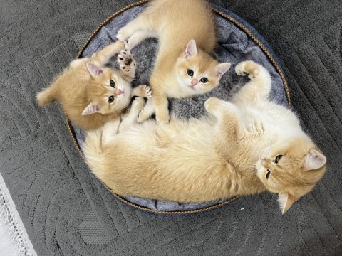 Ny12 golden aylık british shorthair bebeklerimiz