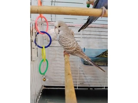 Yeni yeme düşen jumbo erkek yavru muhabbet kuşu