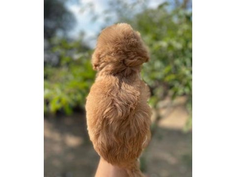 Safkan teacup maltipoo yavrularımız