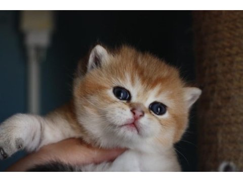 Erkek golden british shorthair