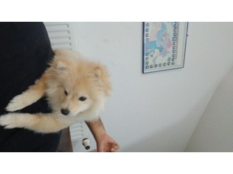 Pomeranian yakışıklı coco