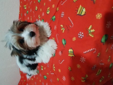 Biewer yorkshire terrier
