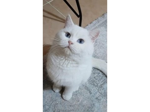 Scottish fold