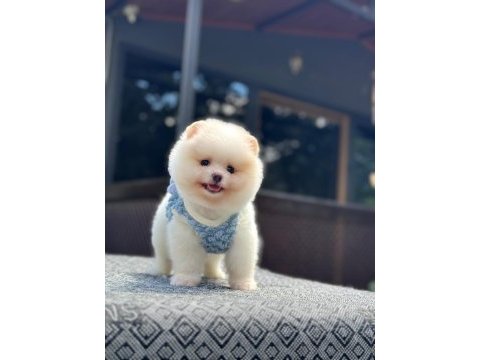 Sağlık ve ırk garantili pomeranian