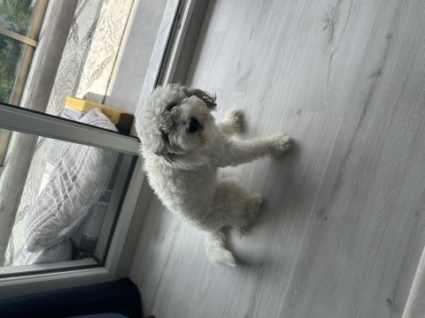 Ücretsiz orjinal terrier maltese