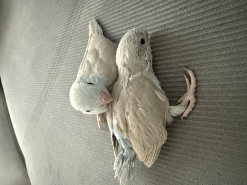 2 adet dişi forpus papağanı yavrusu