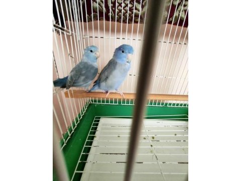Forpus cobalt erkek ve pied mavi dişi çift