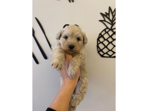 Maltipoo dişi bebek