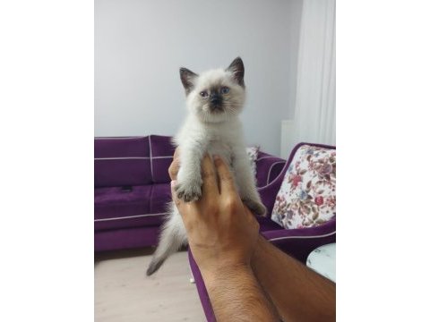 British shorthair erkek yavru