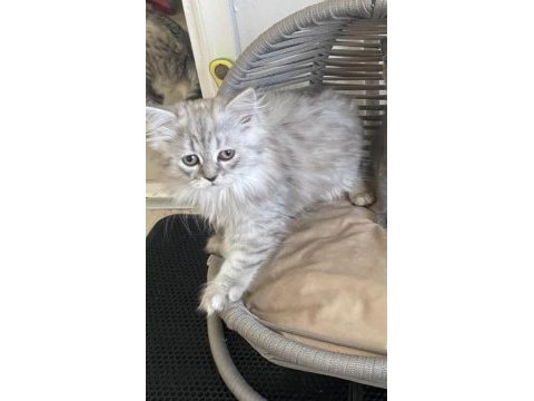British longhair 4 aylık erkek