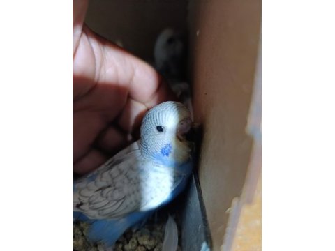 Bebek muhabbet kuşu